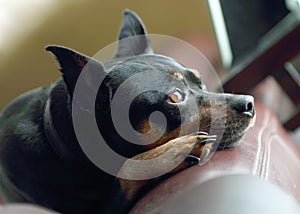 Miniature pinscher