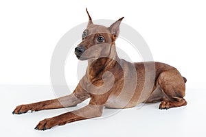 Miniature Pinscher.