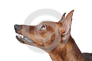 Miniature Pinscher.