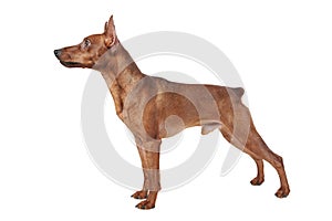 Miniature Pinscher.