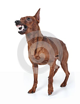 Miniature Pinscher.