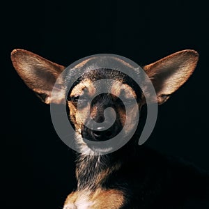 Miniature Pinscher