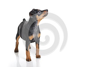 Miniature Pinscher photo