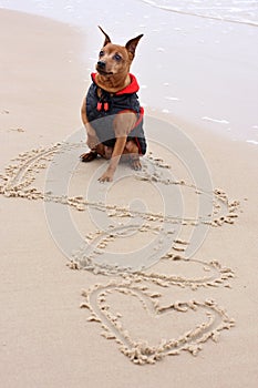 Miniature Pinscher