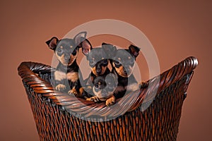 Miniature Pinscher