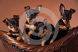 Miniature Pinscher