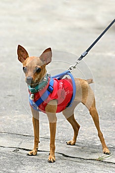 Miniature pinscher