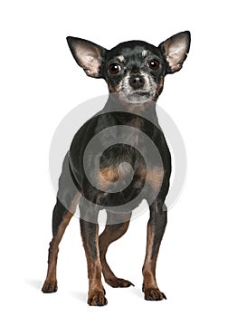 Miniature Pinscher, 7 years old, standing