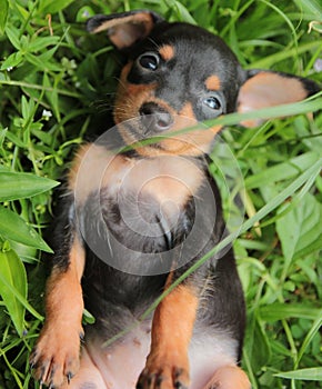 Miniature Pinscher