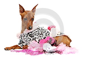 Miniature Pinscher