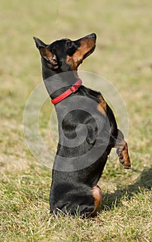 Miniature pinscher.