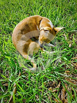 The Miniature Pinscher, also known as the Zwergpinscher, and Min Pin