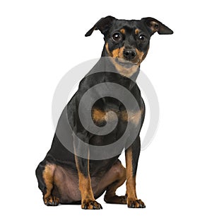 Miniature pinscher and chihuahua