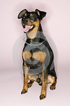 Miniature Pinscher dog.