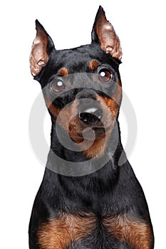 Miniature Pinscher dog