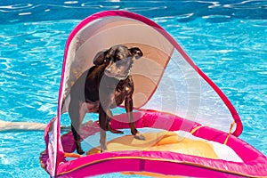 Miniature pinscher dog floating in the swimming pool