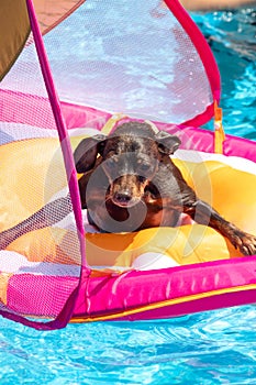 Miniature pinscher dog floating in the swimming pool