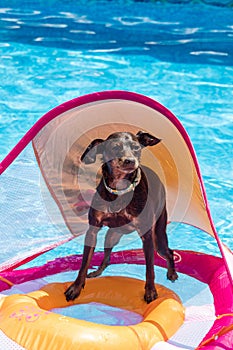 Miniature pinscher dog floating in the swimming pool