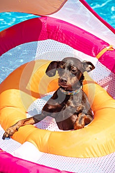 Miniature pinscher dog floating in the swimming pool