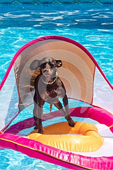 Miniature pinscher dog floating in the swimming pool