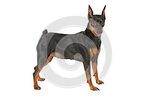 Miniature Pinscher dog isolated on white background