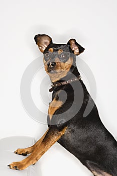 Miniature Pinscher dog portrait.