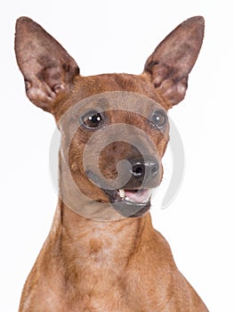 Miniature pinscher dog portrait