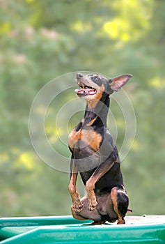 A Miniature Pinscher dog sitting up in a begging position