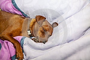 Miniature pinscher dog sleeping on a carpet