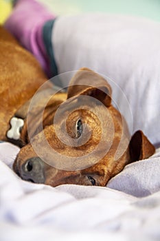 Miniature pinscher dog sleeping on a carpet