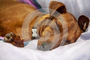 Miniature pinscher dog sleeping on a carpet