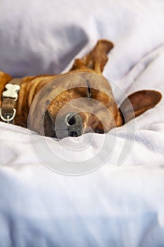 Miniature pinscher dog sleeping on a carpet