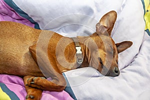 Miniature pinscher dog sleeping on a carpet