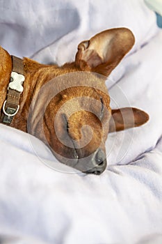 Miniature pinscher dog sleeping on a carpet