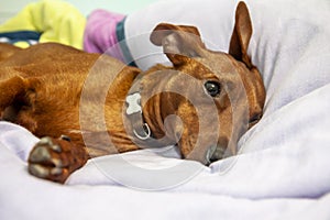 Miniature pinscher dog sleeping on a carpet