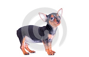 Miniature Pinscher dog smiling and look up on white background