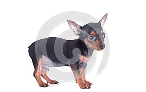 Miniature Pinscher dog smiling and look up on white background