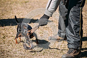 Miniature Pinscher Dog Training. Biting Zwergpinscher, Min Pin