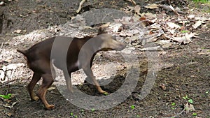 Miniature Pinscher dog who digs in the dirt