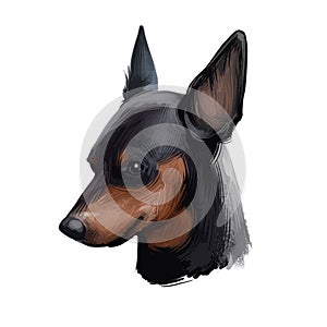 Miniature pinscher, German dog breed digital art illustration. Profile portrait of canine originated in Germany. Min pin hound,