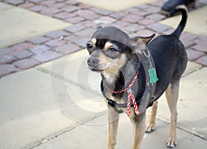 Miniature pinscher