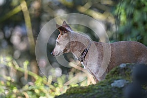 Miniature Pinscher Outdoors Looking for mouse