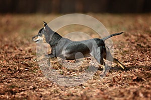 Miniature Pinscher Prager Rattler Prague Ratier were bred in Czechoslovakia