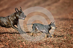 Miniature Pinscher Prager Rattler Prague Ratier were bred in Czechoslovakia