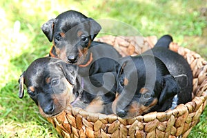 The Miniature Pinscher puppies