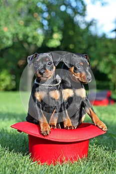 The Miniature Pinscher puppies