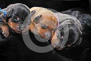 Miniature Pinscher puppies