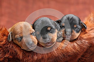 Miniature Pinscher puppies