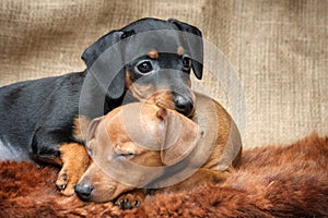 Miniature Pinscher puppies