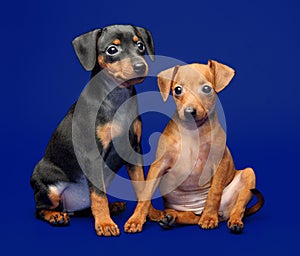 Miniature Pinscher puppies